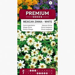 Cynia wąskolistna biała