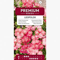 Floks Drummonda - Leopoldii - łososiowo rożowy z białym oczkiem