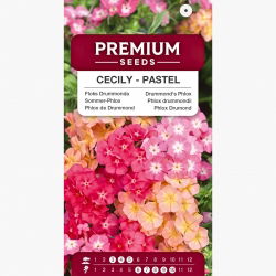 Floks Drummonda - Cecily - mieszanka pastelowa