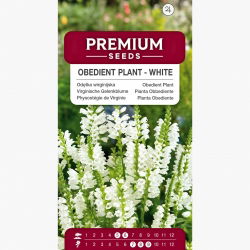 Odętka wirginijska - biała