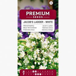 Wielosił błękitny - biały