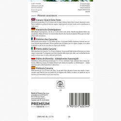 Palma królewska - 5 nasion