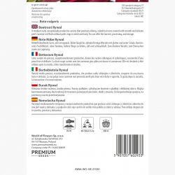 Burak ćwikłowy - Rywal - 500 nasion