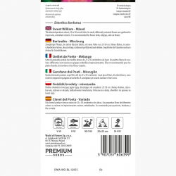 Goździk brodaty - 900 nasion