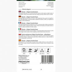 Cynia wytworna Liliput Scarlet Gem szkarłatna