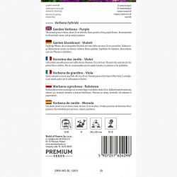 Werbena ogrodowa - fioletowa