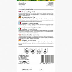 Skalnica czerwona - czerwony dywan w ogrodzie!