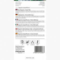 Begonia stale kwitnąca niska - mieszanka kolorów