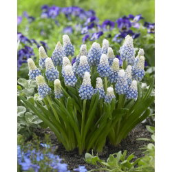 Szafirek - Muscari Mountain Lady - GIGA paczka! - 500 szt.