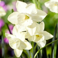 Narcyz Silver Bouquet - GIGA paczka! - 250 cebulek