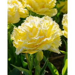 Tulipan Lemon Shoot - 5 cebulek