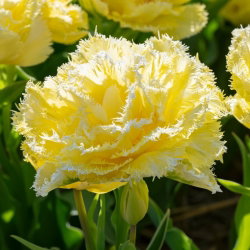 Tulipan Lemon Shoot - GIGA paczka! - 250 cebulek
