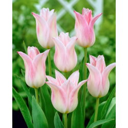 Tulipan Ballade Lady - 5 cebulek
