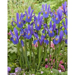 Irys holenderski - Mickey Ocean - duża paczka! - 100 cebulek