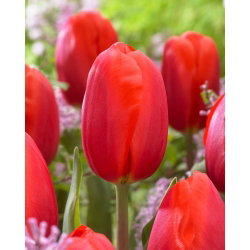 Tulipan Felicidad - 5 cebulek