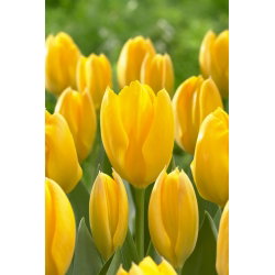 Tulipan Golden Purissima - GIGA paczka! - 250 cebulek