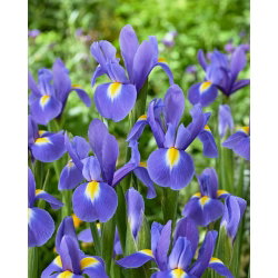 Irys holenderski - Blue Magic - 10 cebulek