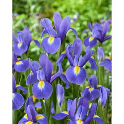 Irys holenderski - Blue Magic - duża paczka! - 100 cebulek