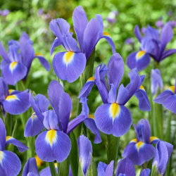 Irys holenderski - Blue Magic - duża paczka! - 100 cebulek