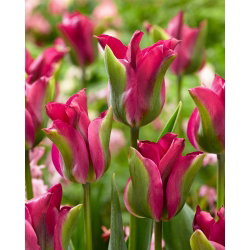 Tulipan Green Love - 5 cebulek