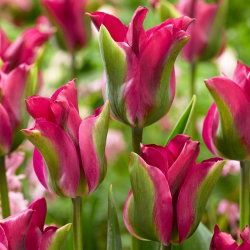 Tulipan Green Love - GIGA paczka! - 250 cebulek