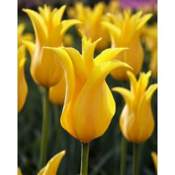 Tulipan Inimitable - 5 cebulek