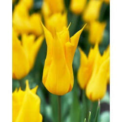 Tulipan La Perla - 5 cebulek