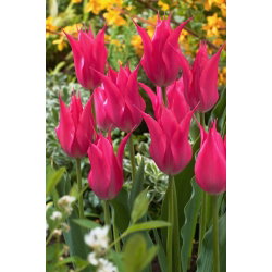 Tulipan liliokształtny różowy - Lilyflowering pink - 5 cebulek