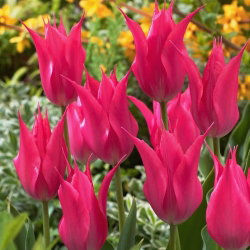 Tulipan liliokształtny różowy - Lilyflowering pink - duża paczka! - 50 cebulek