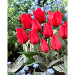 Tulipan March of Time - GIGA paczka! - 250 cebulek