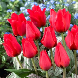 Tulipan March of Time - 5 cebulek