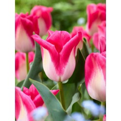 Tulipan Memphis - duża paczka! - 50 cebulek