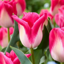 Tulipan Memphis - 5 cebulek