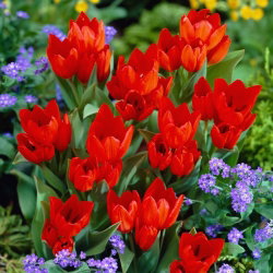 Tulipan Praestans Fusilier - 5 cebulek