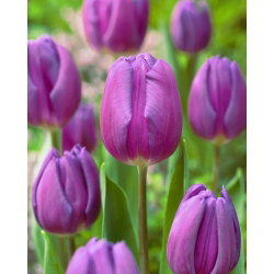 Tulipan fioletowy - Purple - duża paczka! - 50 cebulek