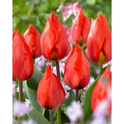 Tulipan Red Paradise - 5 cebulek