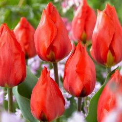 Tulipan Red Paradise - 5 cebulek
