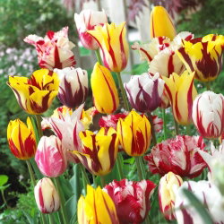 Tulipan Rembrandt mix - 5 cebulek