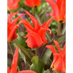 Tulipan Rigas Barikades - GIGA paczka! - 250 cebulek