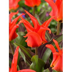 Tulipan Rigas Barikades - 5 cebulek