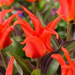 Tulipan Rigas Barikades - 5 cebulek