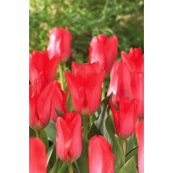 Tulipan Spring Pearl - 5 cebulek