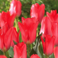 Tulipan Spring Pearl - GIGA paczka! - 250 cebulek