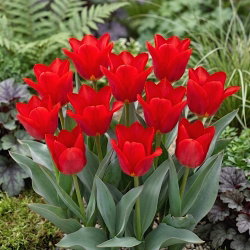 Tulipan Spring Pearl - 5 cebulek