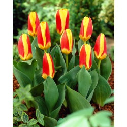 Tulipan Stresa - 5 cebulek