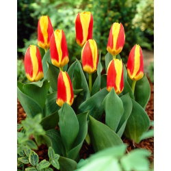 Tulipan Stresa - duża paczka! - 50 cebulek