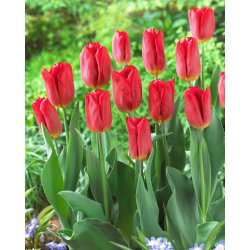 Tulipan Strong Fire - 5 cebulek