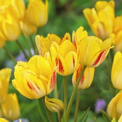 Tulipan Sunshine Club - duża paczka! - 50 cebulek