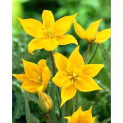 Tulipan Sylvestris - 5 cebulek