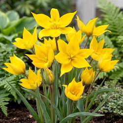 Tulipan Sylvestris - 5 cebulek